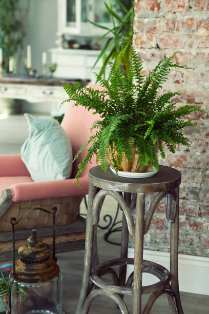 istock Green plant in contemporary interior 856675940