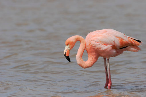 Greater Flamingo (Phoenicopterus ruber ruber) wading in water, Punta Cormorant, Floreana, Galapagos Islands