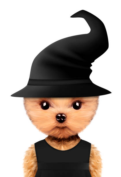 istock Funny animal witch. Halloween and Dead day concept 856679266