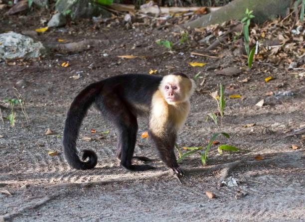 istock White faced monkey on forest trail, Manuel Antonio National Park, Costa Rica. 856679508