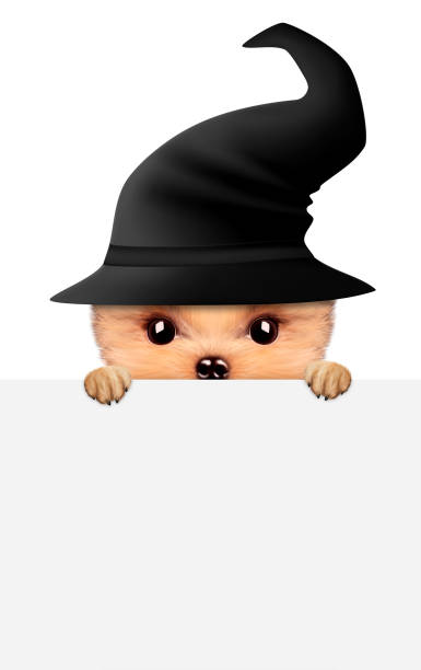 istock Funny animal witch. Halloween and Dead day concept 856681938