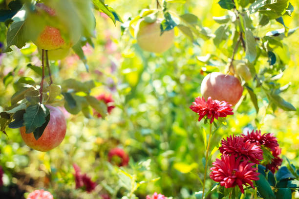 Blooming garden and apple tree with apples.