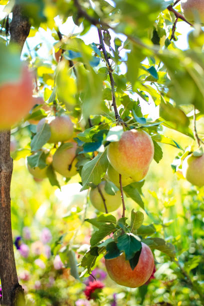 pommes sur une branche d’un arbre dans le jardin - apple apple tree branch fruit photos et images de collection