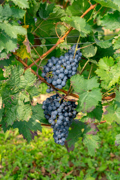 istock Ripened red grapes ripe for harvesting 856685970