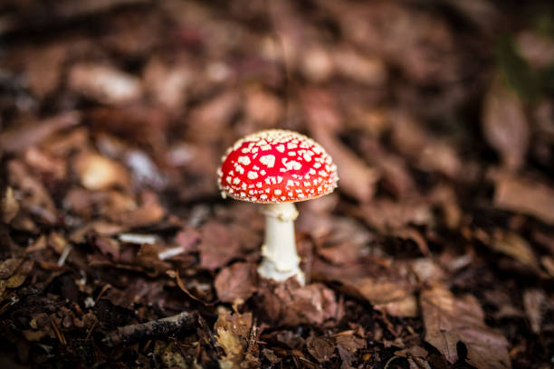 amanita muscaria vola agarico - mushroom toadstool moss autumn foto e immagini stock