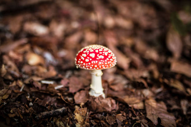 버섯 할당 비행 거리 agaric - magic mushroom moss autumn outdoors 뉴스 사진 이미지