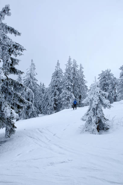 istock misty morning in the mountains. Spruce and pine trees covered by snow 856689366
