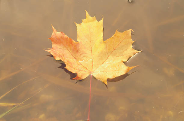 Falling autumn leaves of a maple into the water