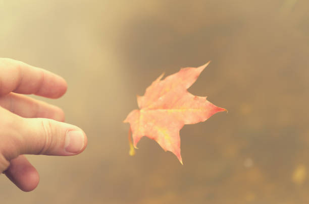 istock Falling autumn leaves of a maple into the water. 856690456
