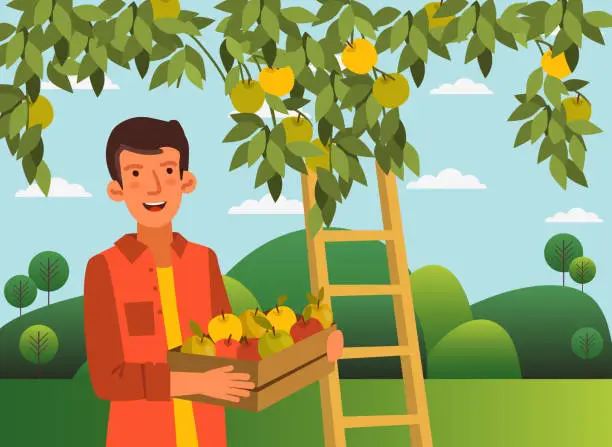 Vector illustration of Young man in a garden with a wooden crate box full of fresh apples
