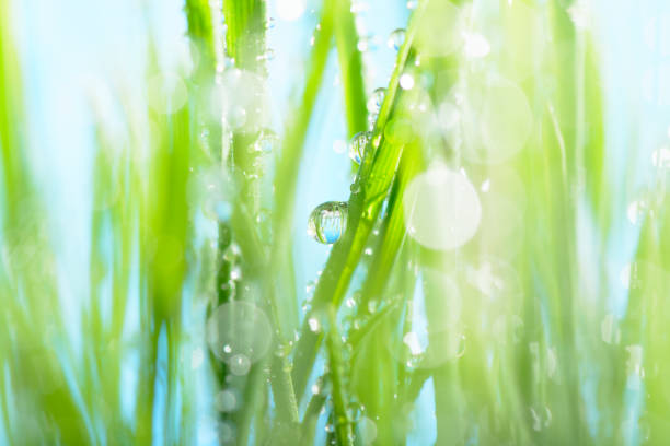 istock Water drops on green grass against the sky 856696760
