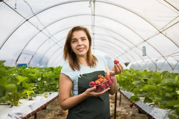 Woman holding a juicy bitten strawberry into the camera,strawberry in arm. Woman holding strawberry in hands in greenhouse,Female hand holding strawberry on blurred background,strawberry crop concept