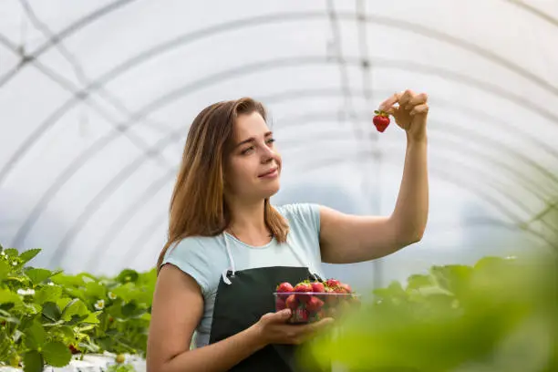 Woman holding a juicy bitten strawberry into the camera,strawberry in arm. Woman holding strawberry in hands in greenhouse,Female hand holding strawberry on blurred background,strawberry crop concept