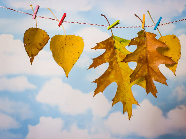 istock Five autumn yellow leaves hanging on the clothesline. 856702932