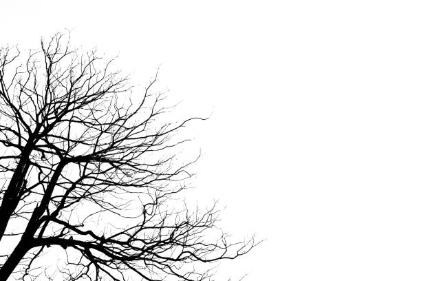 istock Branch structure of tree and death wood 856703552
