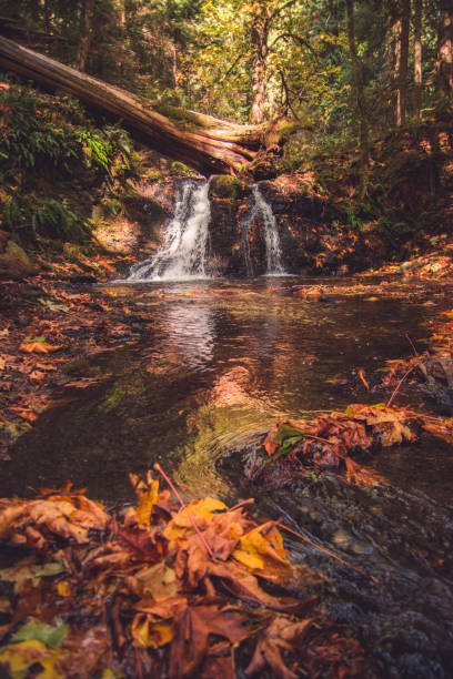 istock Forest and Waterfalls found on Orcas Island, WA 856706932