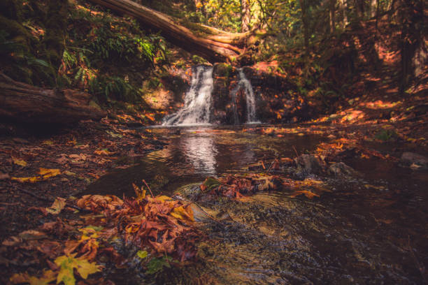 istock Forest and Waterfalls found on Orcas Island, WA 856707186