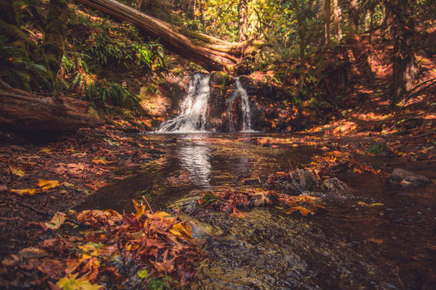 istock Forest and Waterfalls found on Orcas Island, WA 856707318