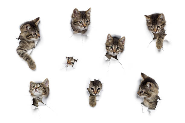 istock Cats in holes of paper 856707392