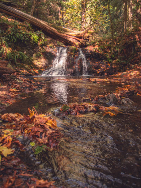 istock Forest and Waterfalls found on Orcas Island, WA 856707440