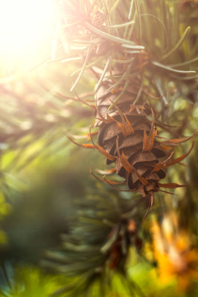 istock Douglas fir tree branch with cones on autumn. Closeup 856717434