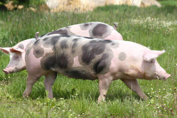 istock Young spotted domestic pietrain pig with black spots 856717850