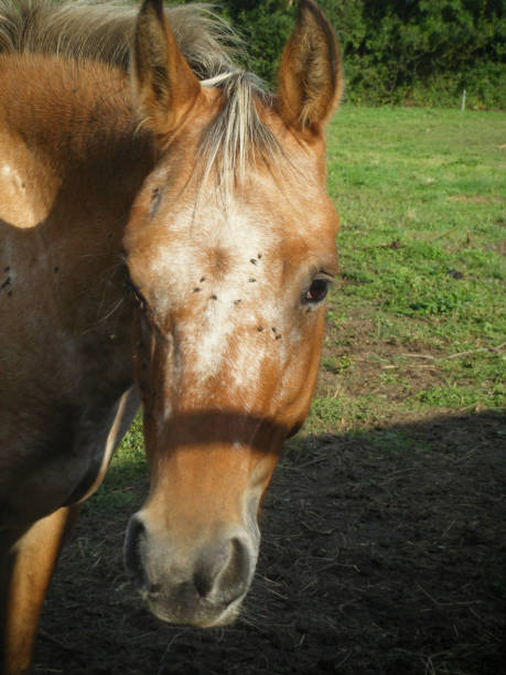 istock Horse in his meadow 856717960