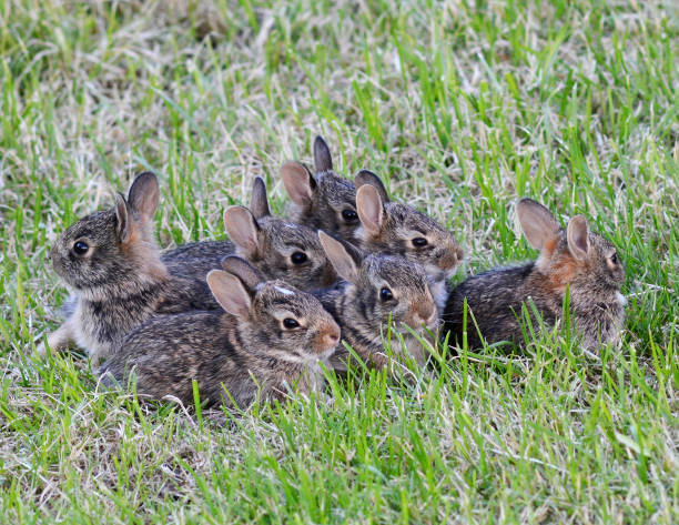 coniglietti - wild rabbit foto e immagini stock