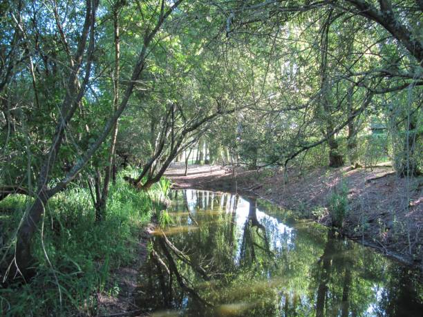 istock Creek in the countryside 856721392