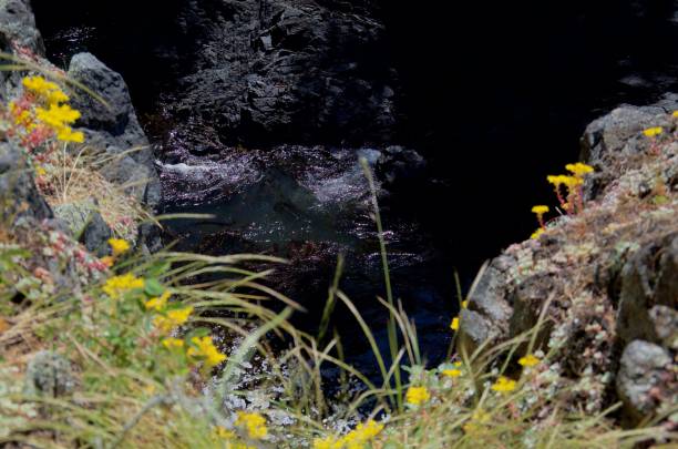 Black rocks in a surge chanel seen from flower covered cliffs