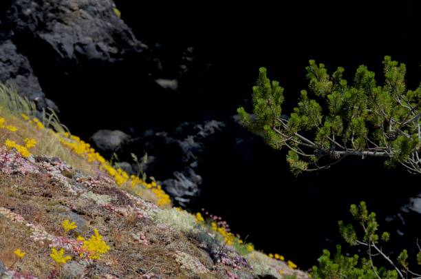 istock Wild flowers and a pine tree on a cliff set off by dark shadows behind 856721454