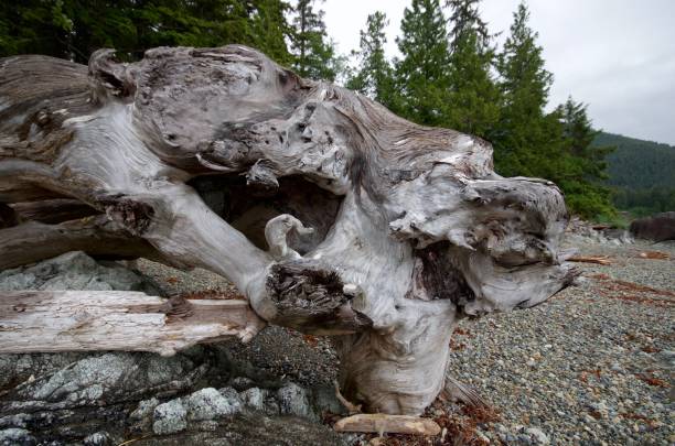 istock Striking looking driftwood log on the beach at Battle Bay 856721822