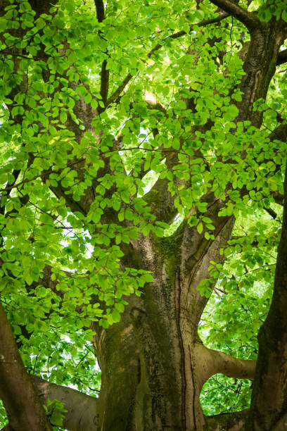 istock Large beech tree with fresh green leaves early in spring. 856730170