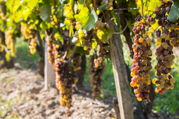 Noble rot of a wine grape, botrytised grapes in sunshine