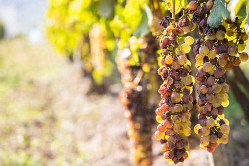 Noble rot of a wine grape, botrytised grapes in sunshine