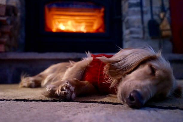 istock dachshund puppy naps by fireplace 856736804