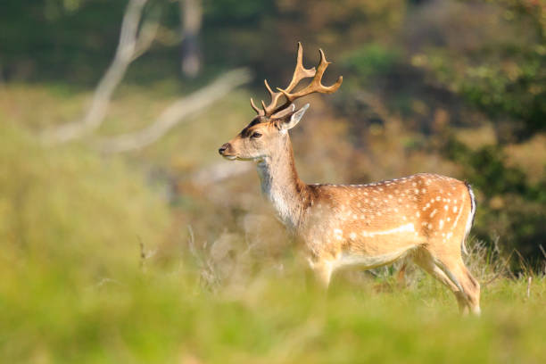 istock Close up of a Fallow deer, Dama Dama, in a green forest 856736990