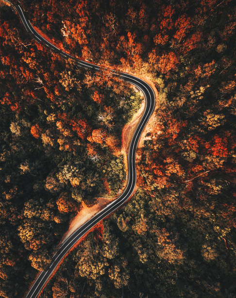 autumn forest aerial view in australia