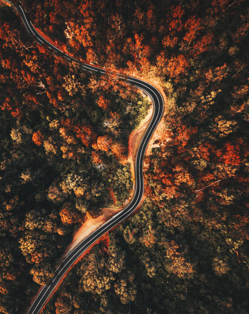 autumn forest aerial view in australia autumn forest aerial view in australia winding road photos stock pictures, royalty-free photos & images
