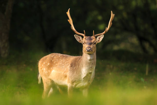 istock Close up of a Fallow deer, Dama Dama, in a green forest 856737044