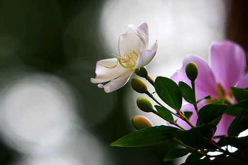 Christmas rose close-up