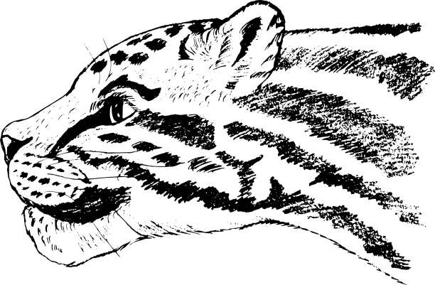 big cat from jungle vector, sketch, hand drawn illustration of clouded leopard butterfly colias hyale stock illustrations
