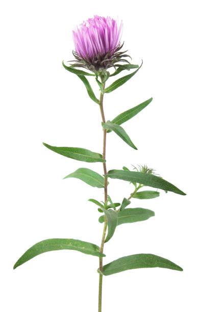 istock Pink aster flower isolated on white background 856750894