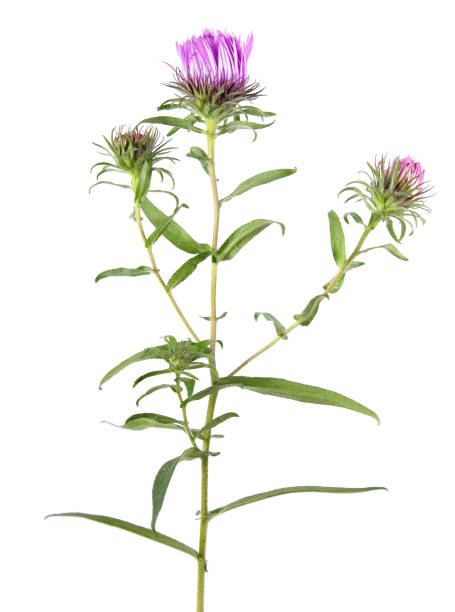 istock Pink aster flower isolated on white background 856750896