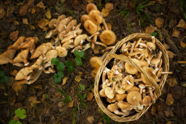 istock Basket with mushrooms Armillaria melea in the forest. Selective focus 856751016