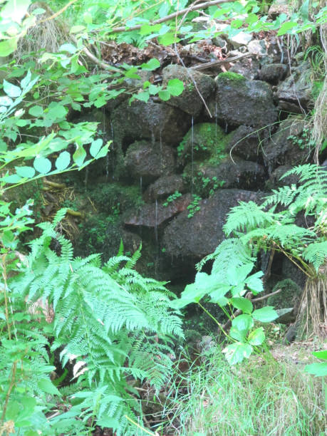 istock Ancient wall overgrown with vegetation in the forest 856753736