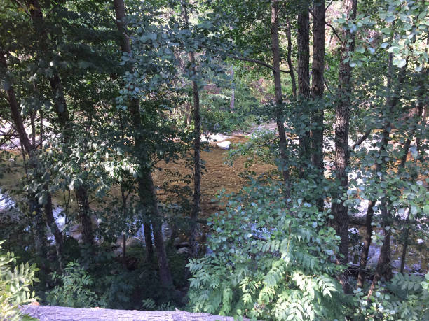 istock River landscape through the trees in the mountains 856753864