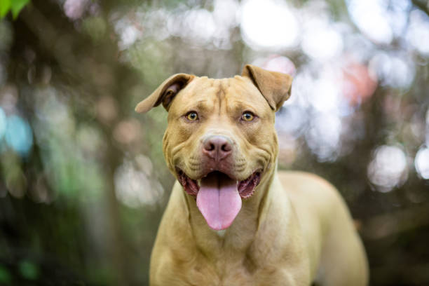 Portrait of Pit Bull Terrier dog in the forest Portrait of Pit Bull Terrier dog in the forest american stafford pitbull dog stock pictures, royalty-free photos & images