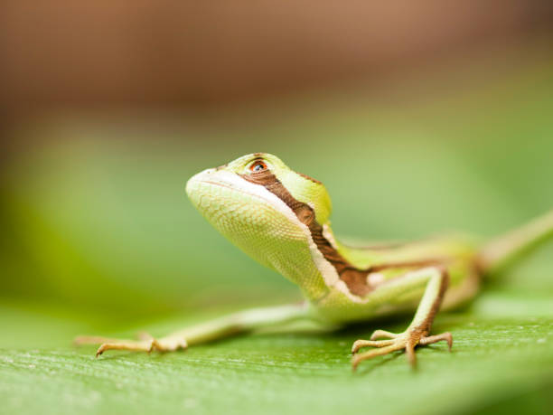 istock Serated Caquehesd Iguana on the leaf looking up - Laemanctus serratus 856756792