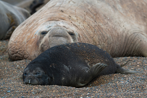 South Atlantic Elephant Seal, on a beach, Patagonia Argentina